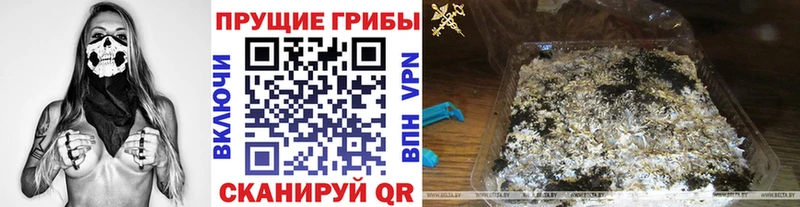 Галлюциногенные грибы Psilocybe  Дзержинск 